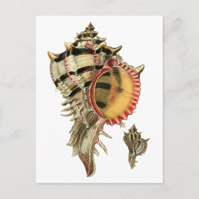 Murex sea shells vintage illustration postcard (Front)