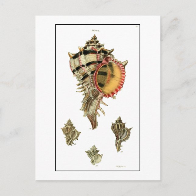 Murex sea shells vintage illustration postcard (Front)