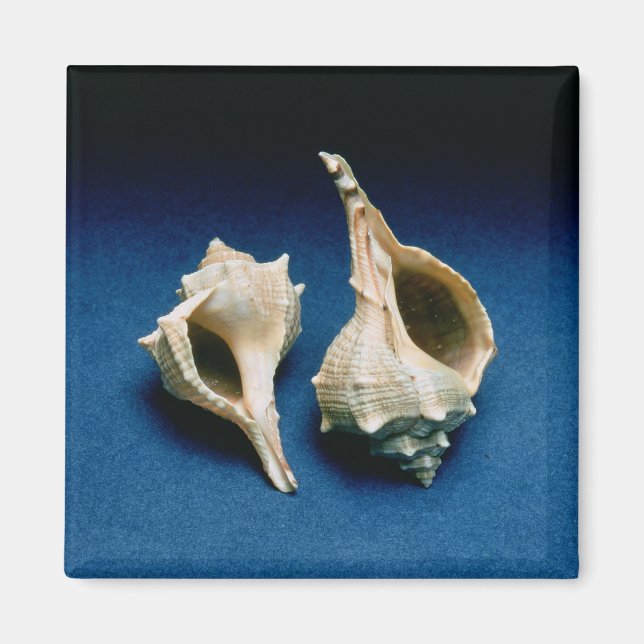 Murex shell magnet (Front)