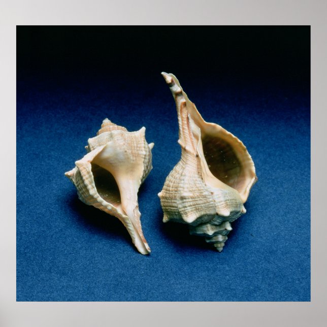 Murex shell poster (Front)