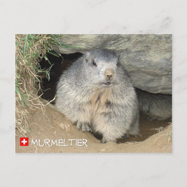 Murmeltier, Schweiz / Marmot, Switzerland Postcard (Front)