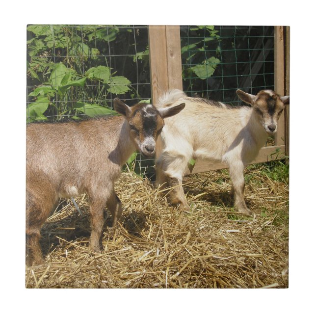 Murphy and Corky Tile (Front)