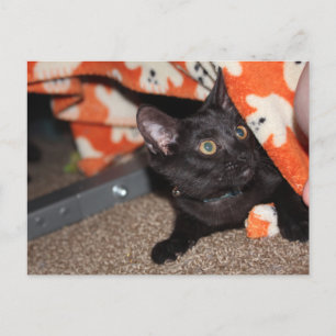Murphy Postcard