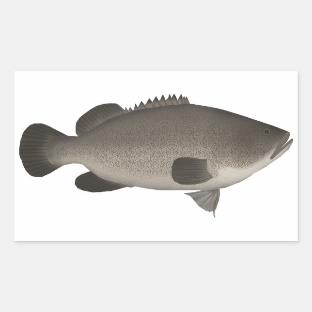 Murray Cod Rectangular Sticker (Front)