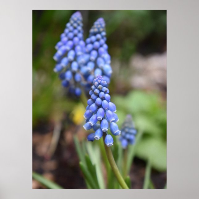 Muscari Armeniacum , Grape Hyacinth Poster (Front)