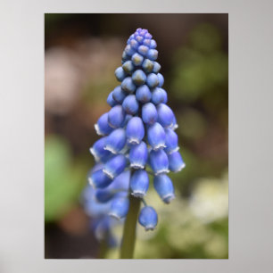 Muscari Armeniacum , Grape Hyacinth Poster