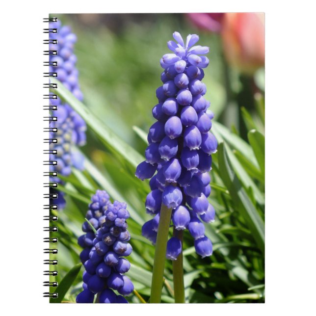 Muscari (Grape Hyacinth) notebook (Front)