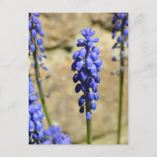 Muscari Grape Hyacinth Postcard