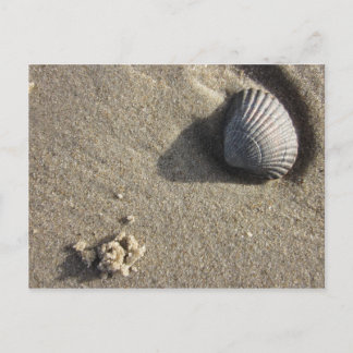 Muschel Postcard