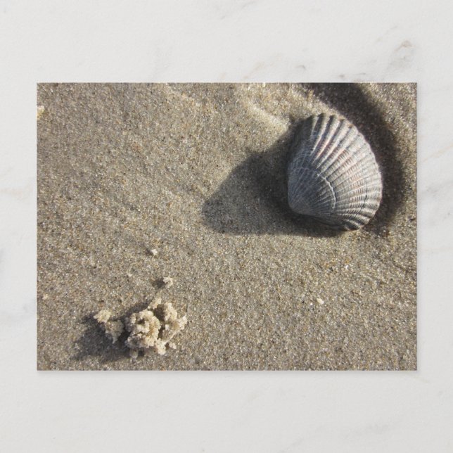 Muschel Postcard (Front)