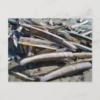 Muscheln Postcard