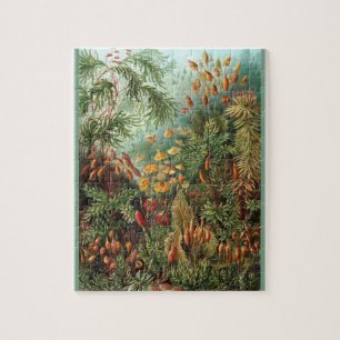 Muscinae - Ernst Haeckel 8x10 Jigsaw Puzzle