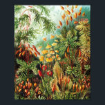 Muscinae illustration by Ernst Haeckel Poster<br><div class="desc">Ernst Haeckel (1834 – 1919) was a German zoologist,  naturalist,  eugenicist,  philosopher,  physician,  professor,  marine biologist and artist. He discovered,  described and named thousands of new species,  mapped a genealogical tree relating all life forms and connected many terms in biology,  including ecology,  phylum,  phylogeny,  and Protista.</div>
