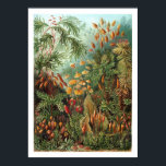 Muscinae Poster<br><div class="desc">Ernst Haeckel's Kunstformen der Natur 1904, depicting organisms classified as Muscinae. Mosses are small, soft plants that are typically 1–10 cm (0.4-4 in) tall, though some species are much larger. They commonly grow close together in clumps or mats in damp or shady locations. They do not have flowers or seeds,...</div>