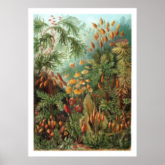 Muscinae Poster