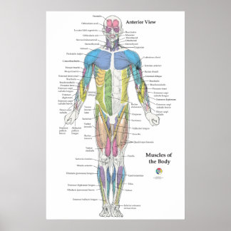 Muscle Anatomy Anterior View Chart