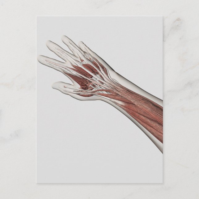 Muscle Anatomy Of Human Arm And Hand Postcard (Front)