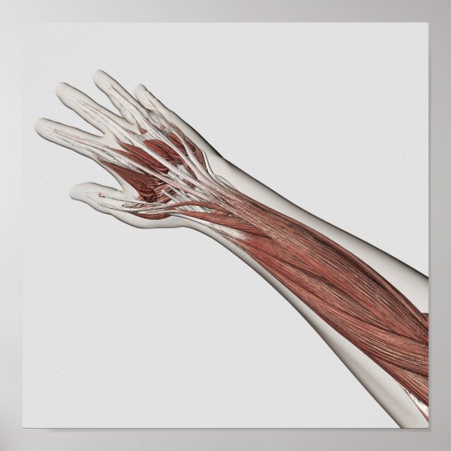 Muscle Anatomy Of Human Arm And Hand Poster (Front)