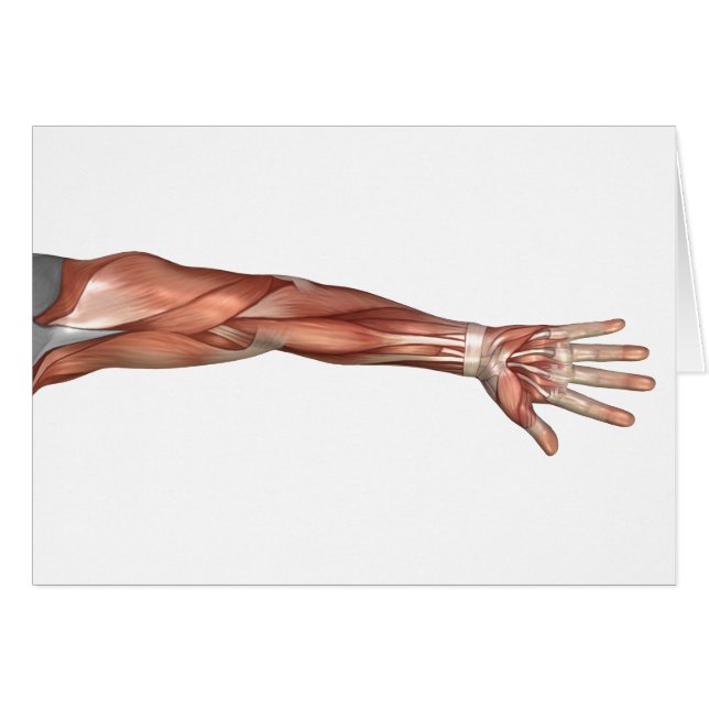 Muscle Anatomy Of The Human Arm, Anterior View (Front Horizontal)