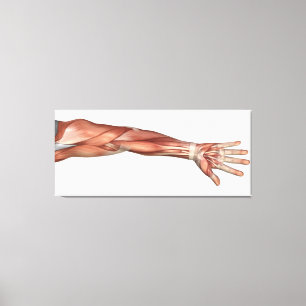 Muscle Anatomy Of The Human Arm, Anterior View Canvas Print