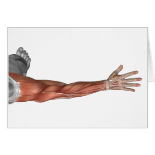 Muscle Anatomy Of The Human Arm, Posterior View
