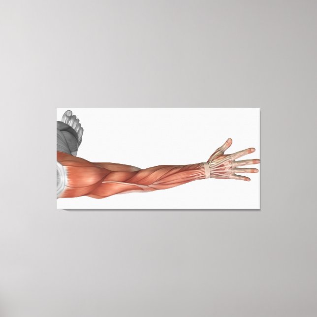 Muscle Anatomy Of The Human Arm, Posterior View Canvas Print (Front)