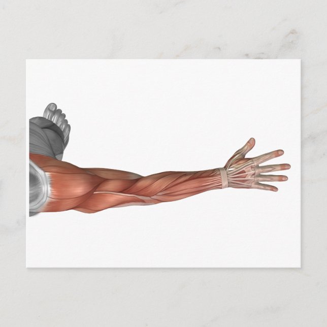 Muscle Anatomy Of The Human Arm, Posterior View Postcard (Front)
