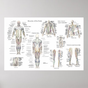 Muscle Anatomy Poster - Anterior, Posterior & Deep