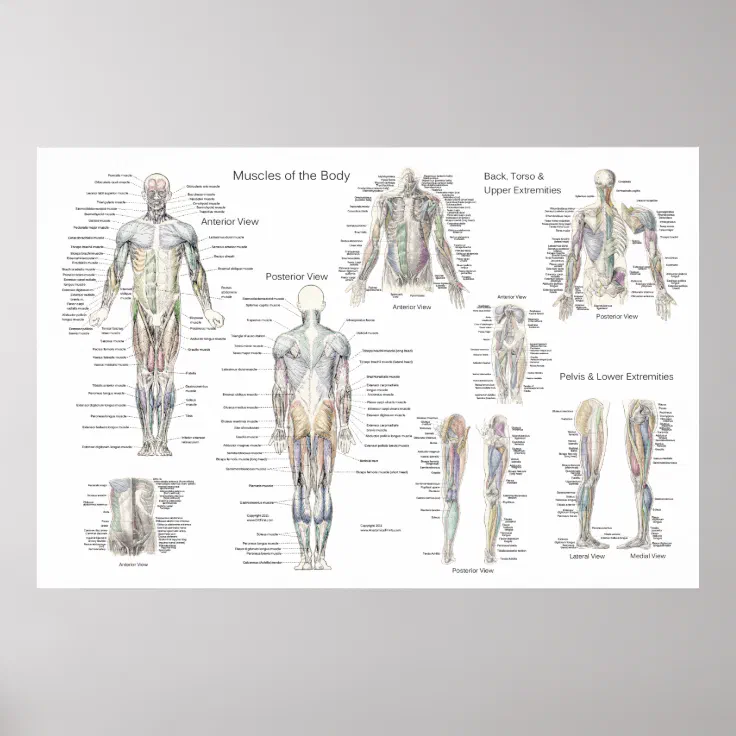 Muscle Anatomy Poster Anterior Posterior Deep Zazzle Co Nz