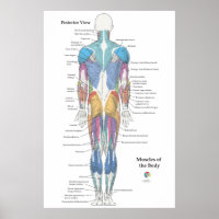Muscle Anatomy Posterior View