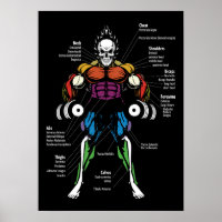 Muscle Chart, Anatomy Diagram - Gym Workout