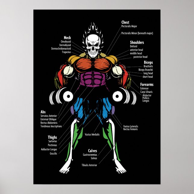 Muscle Chart, Anatomy Diagram - Gym Workout Poster (Front)
