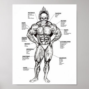 Muscle Chart And Exercise Guide - Bodybuilding Mot