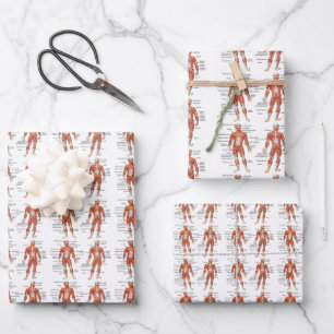 Muscle Diagram medgifts101 Wrapping Paper Sheet