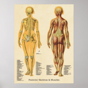 Muscle Skeleton Skeletal Anatomy Chart Female
