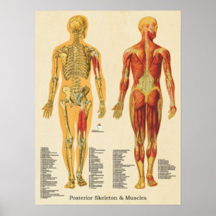 Muscle Skeleton Skeletal Anatomy Chart Posterior