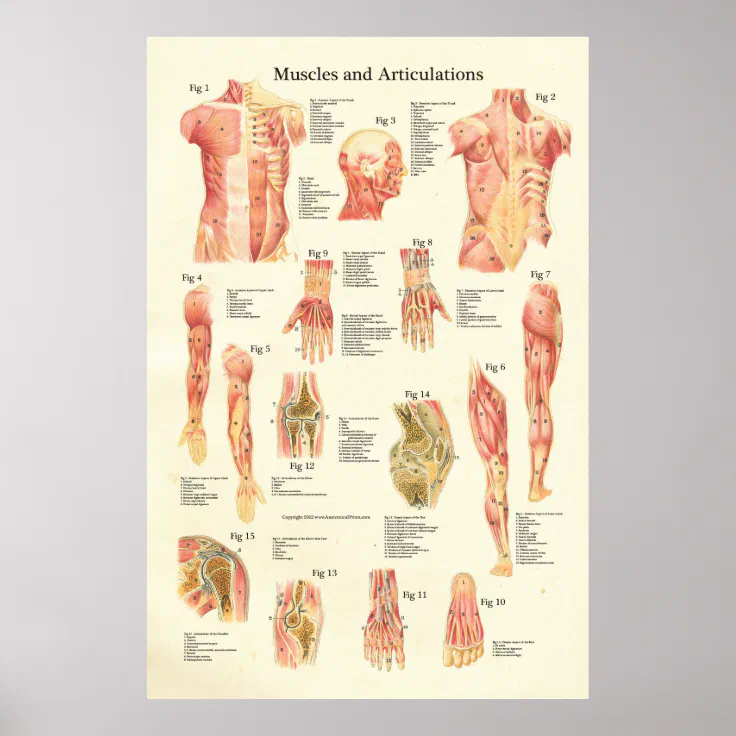 Muscles and Articulations Human Anatomy Poster | Zazzle.co.nz