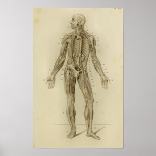 Muscles Arteries Anatomy Print Vintage