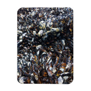 Muscles & Barnacles at Bob Creek, OR Magnet