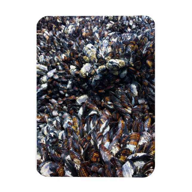 Muscles & Barnacles at Bob Creek, OR Magnet (Vertical)