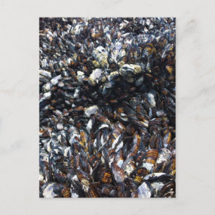 Muscles & Barnacles at Bob Creek, OR Postcard