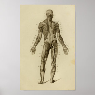 Muscles of the Back Anatomy Print