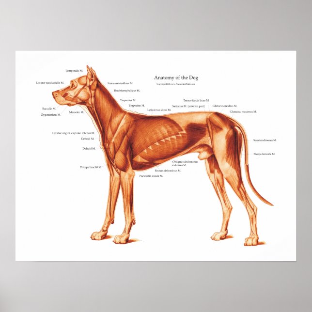 Muscles of the Dog Anatomy Poster (Front)
