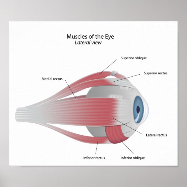 Muscles of the Eye Poster (Front)