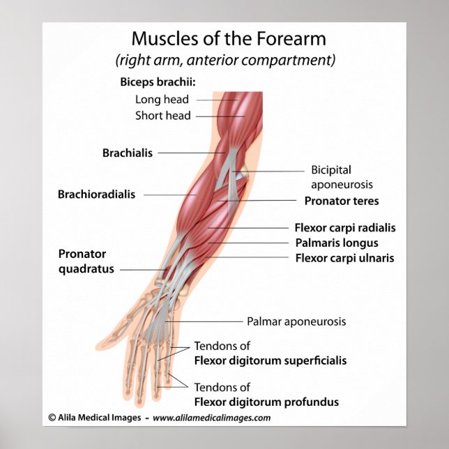 Muscles of the forearm, labelled diagram. poster (Front)