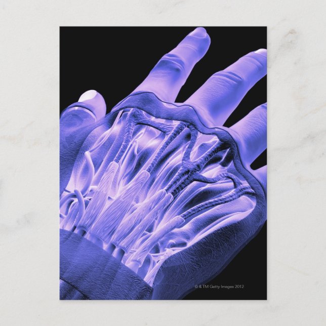 Muscles of the Hand Postcard (Front)