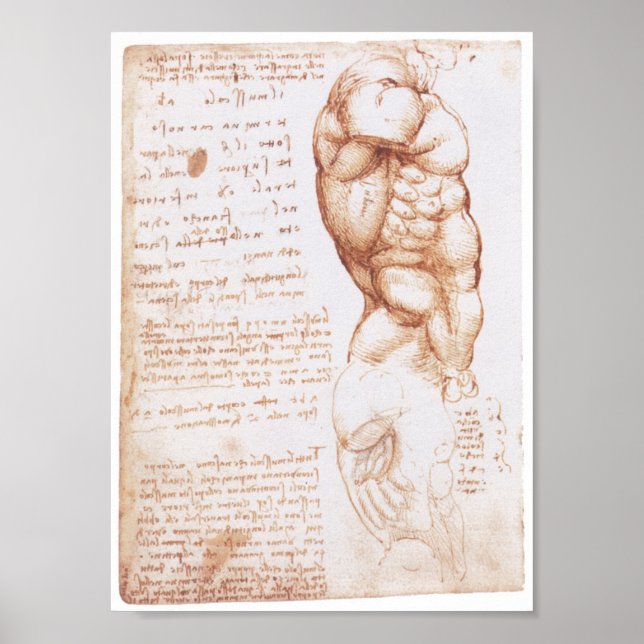 Muscles of the Torso, Leonarod da Vinci Poster (Front)