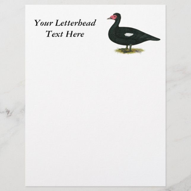 Muscovy Black Drake (Front)