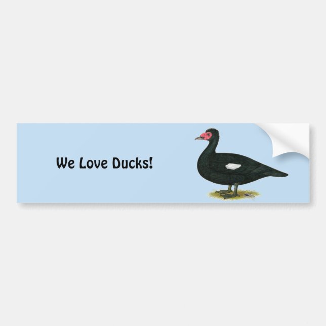 Muscovy Black Drake Bumper Sticker (Front)