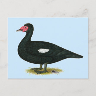 Muscovy Black Drake Postcard